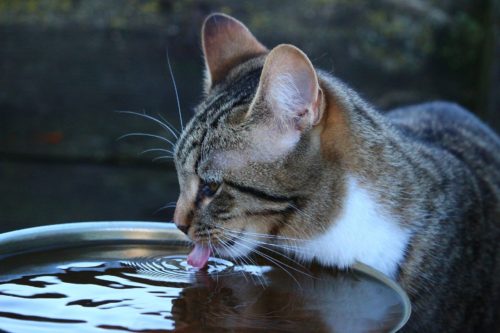 Comment faire boire un chat ?