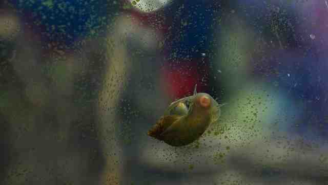 Comment attraper des escargots dans un aquarium?