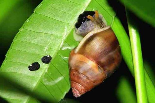 Quelle plante mange les sauterelles ?