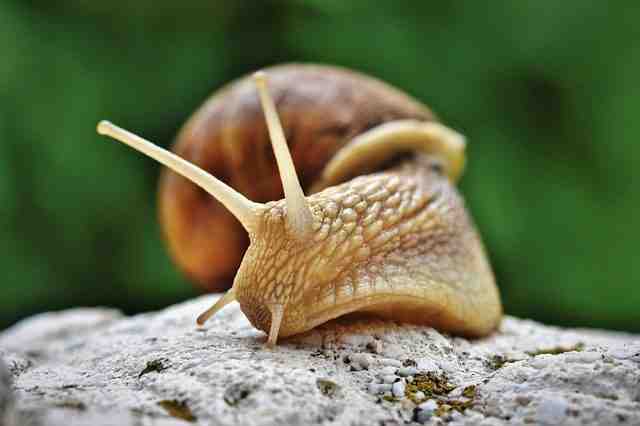 Comment renforcer la coquille d'un escargot?