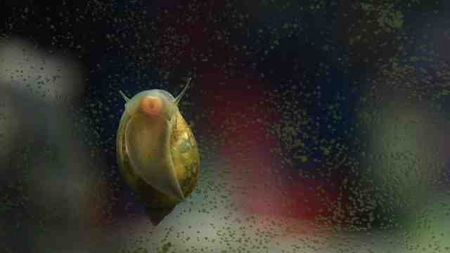 Comment savoir si un escargot d'eau est mort?