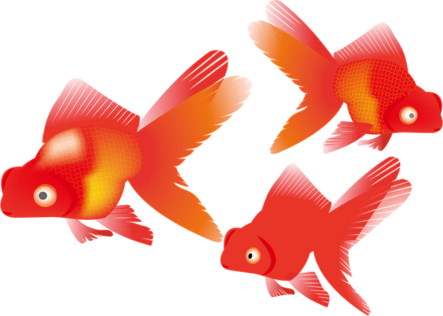 Comment faire de la reproduction de poisson ?