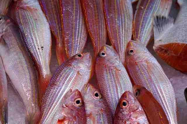 Comment font les poissons rouge pour se reproduire ?