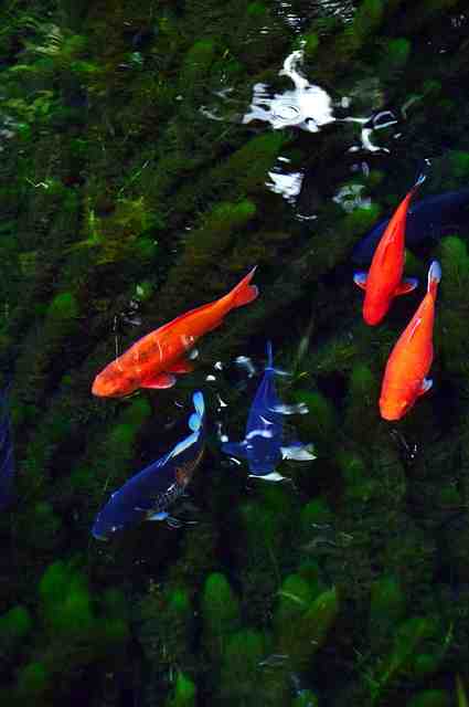 Comment les poissons rouges font l'amour ?