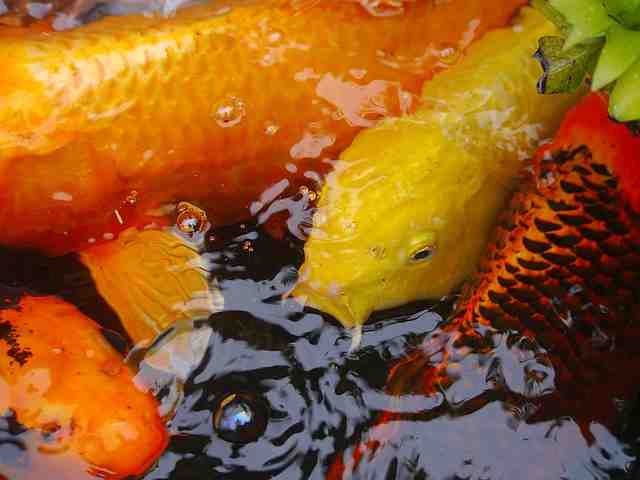 Comment reproduire des Goldfish ?