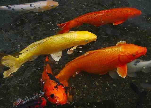 Comment se fait la reproduction des poissons rouges ?