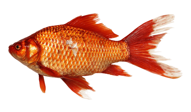 Comment se reproduisent les poissons rouges en bassin ?