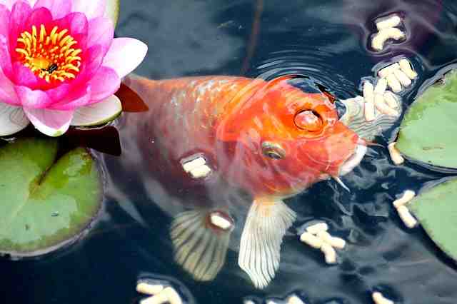Quand mettre des poissons rouges dans un bassin ?