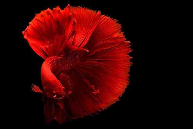 Quel est la durée de vie d'un poisson rouge ?