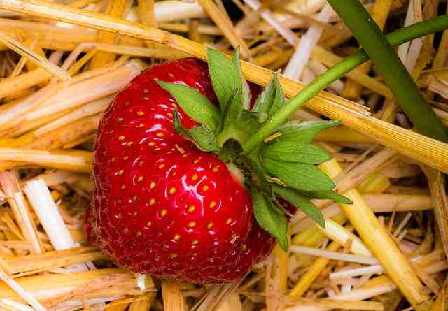 Pourquoi les feuilles des fraisiers sèchent ?