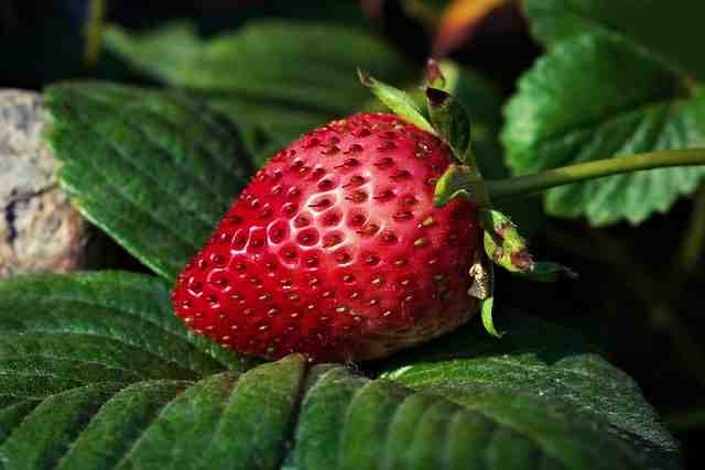 Pourquoi les fraises sont petites ?
