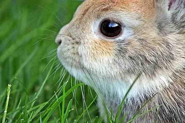 Comment savoir si un lapin est triste ?
