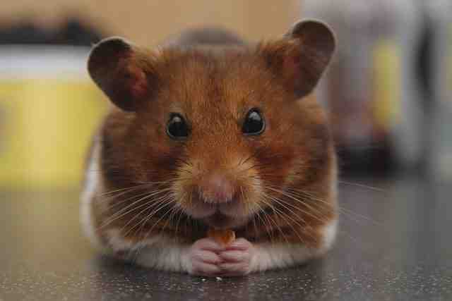 Est-ce que les hamsters aiment les caresses ?