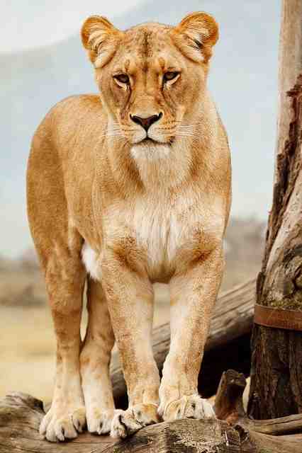 Les lions femelles dirigent-ils la fierté ?