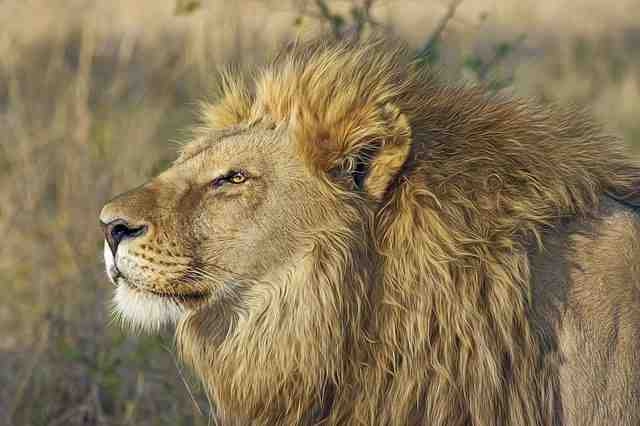 Les lions peuvent-ils ressentir la peur ?