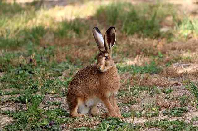 Pourquoi le lapin Est-il un Lagomorphe et non un rongeur ?