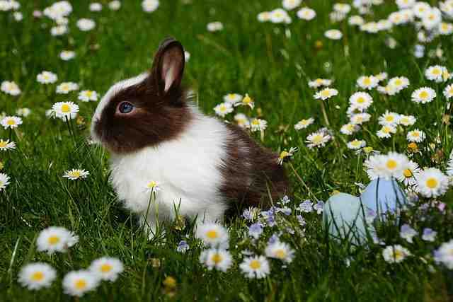 Pourquoi un lapin meurt subitement ?