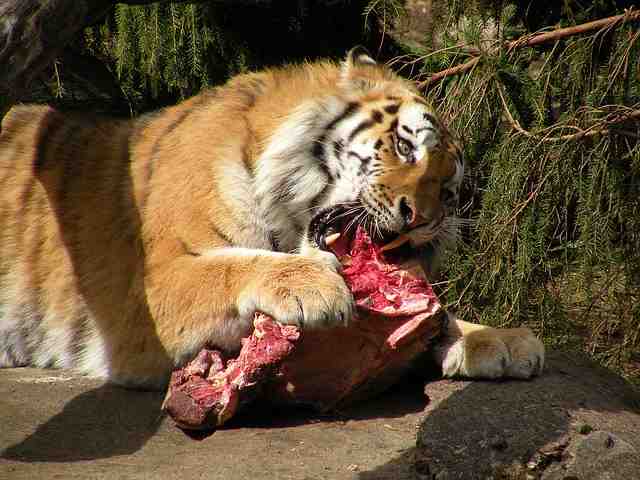 Quel animal mange le tigre ?