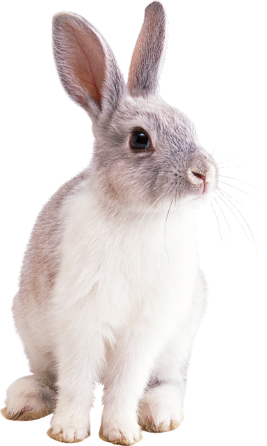 Quelle est la durée de vie d'un lapin domestique ?