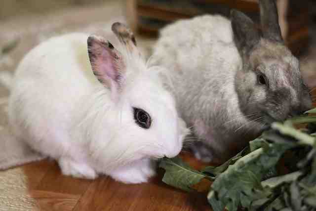 Quelle est la durée de vie d'un lapin nain ?