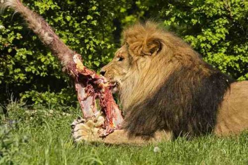 Quels décomposeurs mangent les lions ?