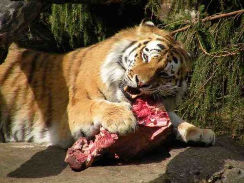Qui mange du tigre ?