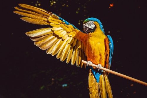 Quel est l'oiseau le plus répandu au monde ?