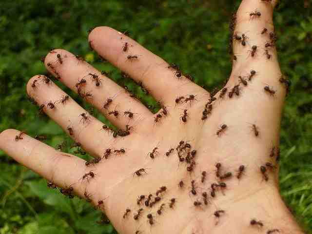 Comment attirer les fourmis ?