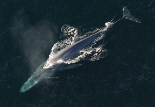 Quel est l'animal marin le plus grand du monde ?
