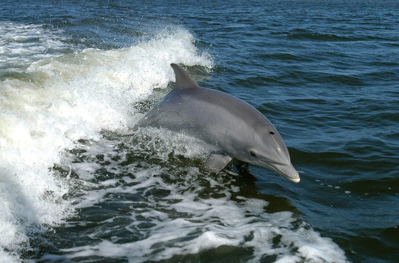 Est-ce que le dauphin est un mammifère marin ?
