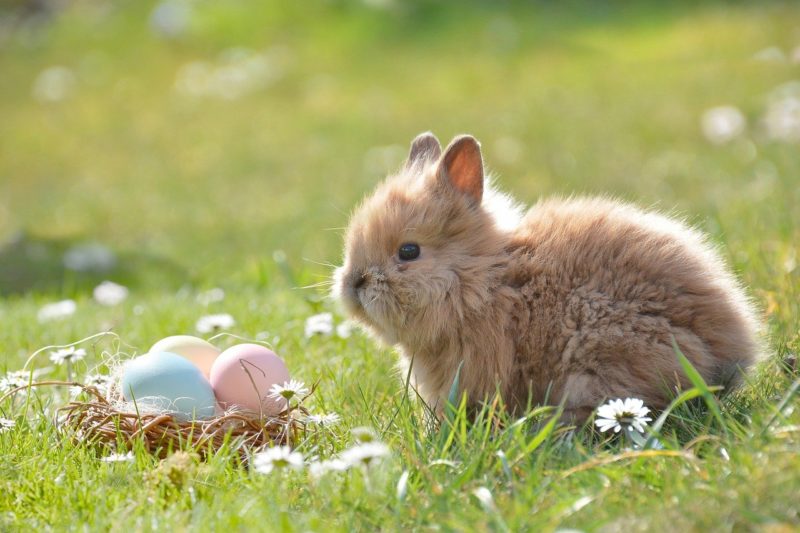 Symbolisme du lapin de Pâques