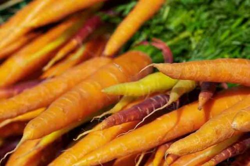Quand semer les carottes ?