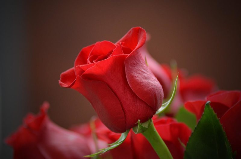 Quelle est la plus belle rose du monde ?