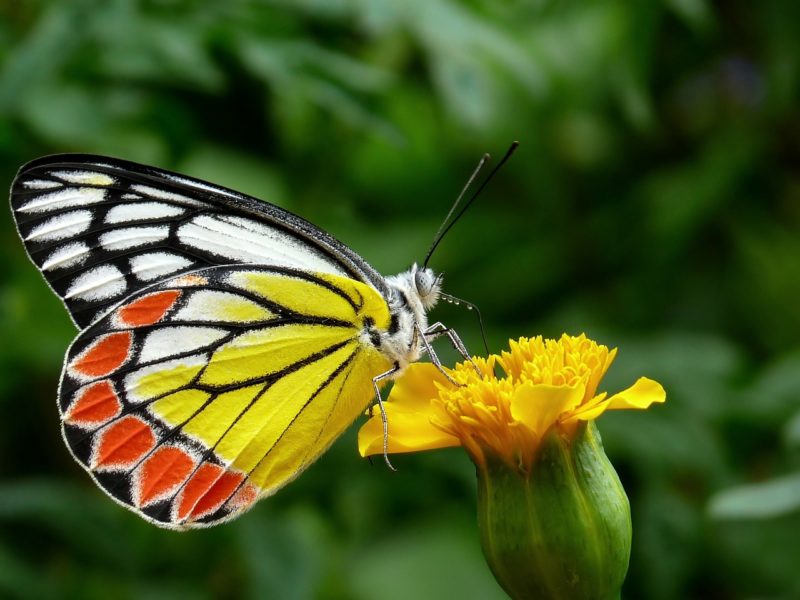 Les papillons mangent-ils les humains ?