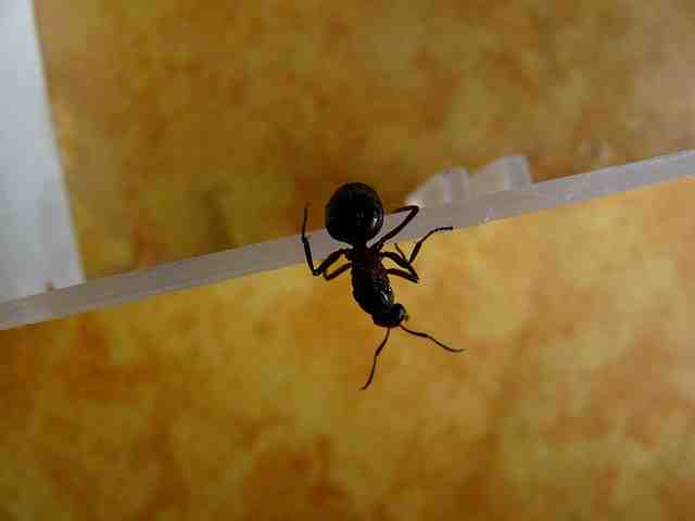 Comment copulent les fourmis ?