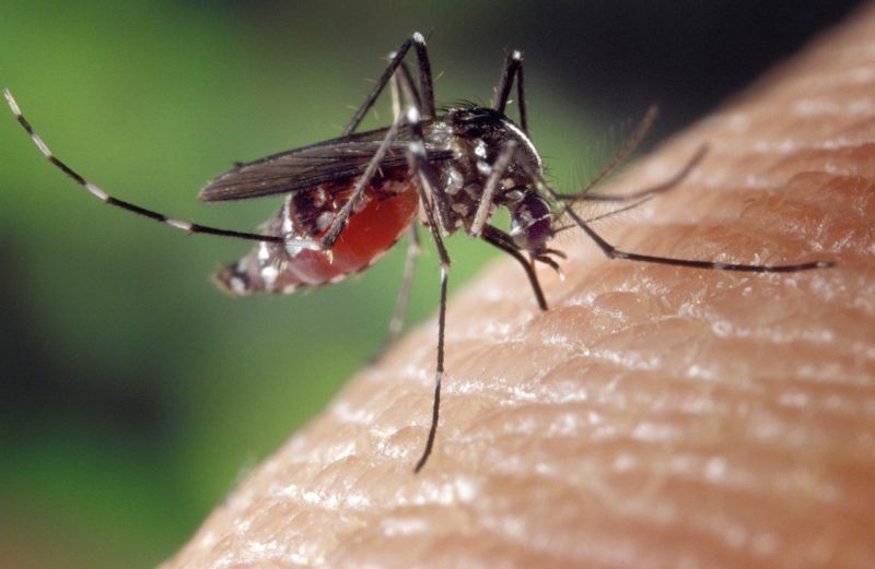 Pourquoi une personne se fait piquer par les moustiques ?
