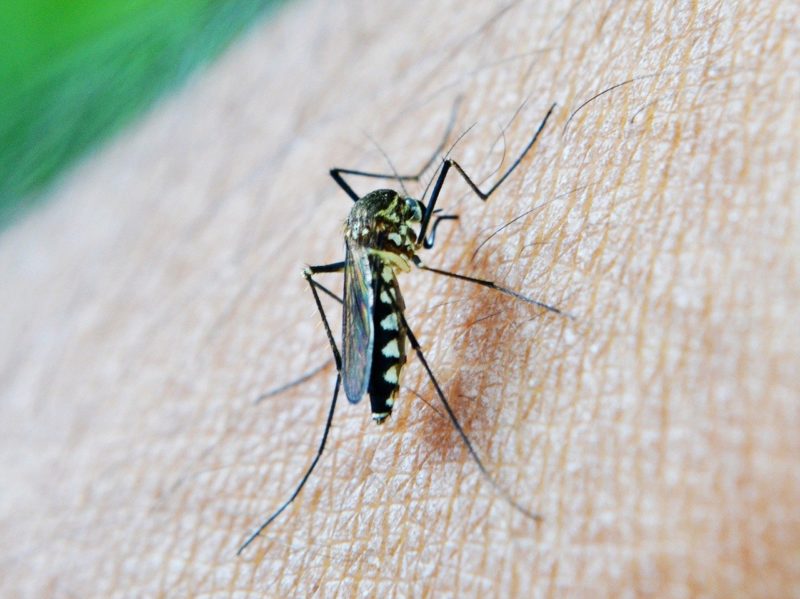 Comment meurt un moustique ?