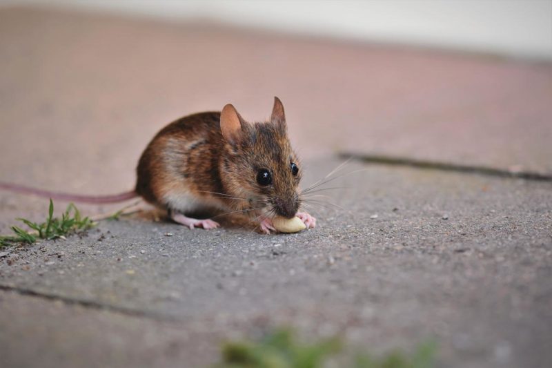 Qu'est-ce qui attire le plus les souris ?
