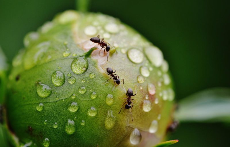 Pourquoi les fourmis transportent les œufs ?