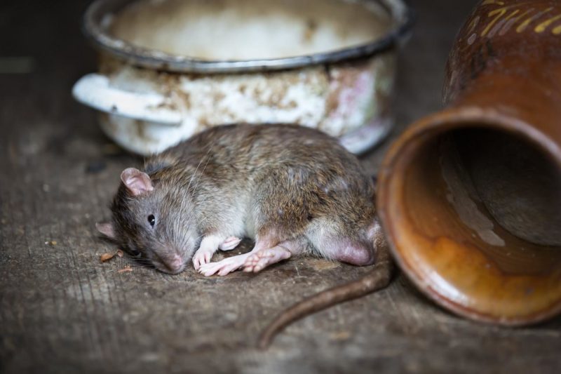 Est-ce que les rats entrent dans les maisons ?