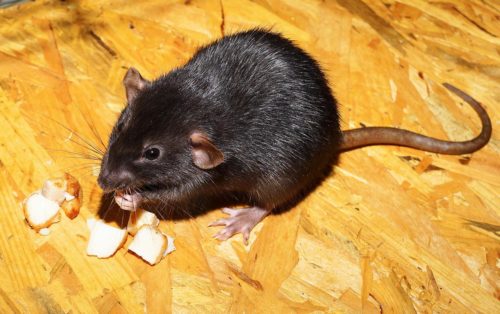 Qu'est-ce qui attire les rats dans un jardin ?