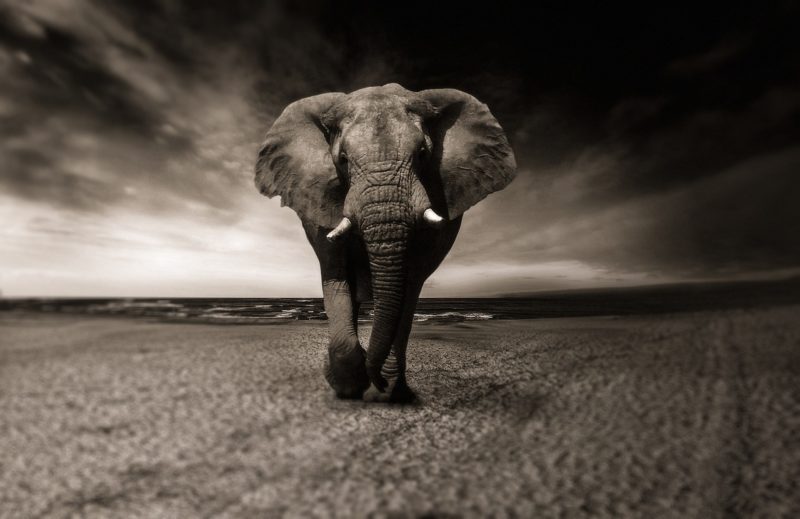 La situation des éléphants en Afrique