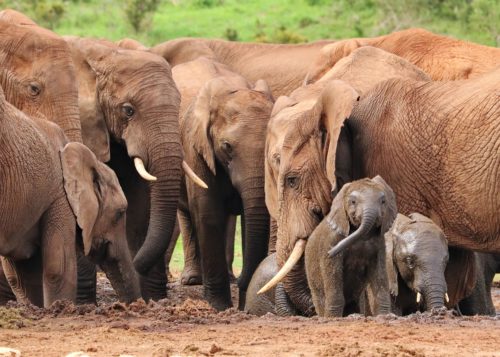 Les éléphants, une espèce en danger